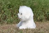 BICHON FRISE 477